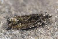 Zeiraphera isertana