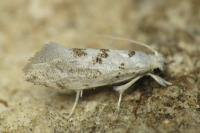 Niphonympha dealbatella