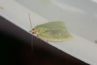 Tortrix viridana