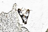 Enolmis acanthella