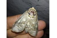 Cossus cossus