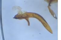 Cnephasia stephensiana