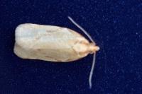 Clepsis pallidana