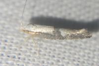 Argyresthia spinosella