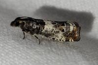 Notocelia trimaculana