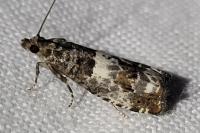 Notocelia trimaculana