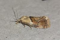 Cochylidia rupicola