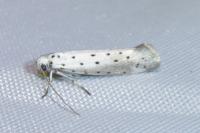 Yponomeuta padella