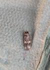 Oegoconia