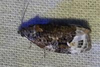 Apotomis capreana