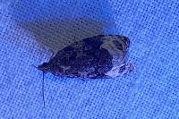 Apotomis capreana