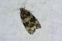 Orthotaenia undulana