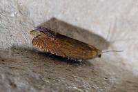 Lathronympha strigana