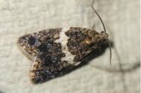 Olindia schumacherana