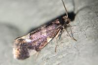 Incurvaria praelatella
