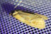 Phtheochroa inopiana