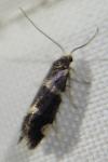 Incurvaria praelatella