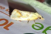 Agapeta hamana