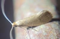 Nematopogon metaxella