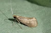 Nematopogon metaxella