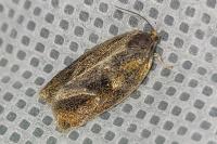 Ptycholoma lecheana