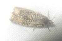 Celypha lacunana