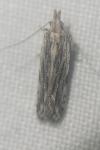 Anarsia innoxiella