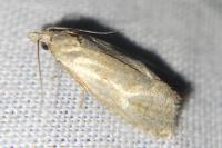 Phtheochroa inopiana