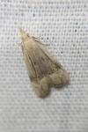 Anasphaltis renigerellus