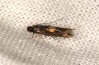 Neurothaumasia tenuipennella