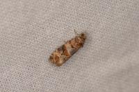Lobesia botrana