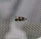 Endothenia