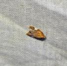 Acleris holmiana