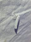 Yponomeuta evonymella