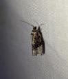 Hedya nubiferana