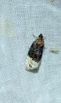 Apotomis betuletana