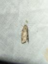 Cnephasia
