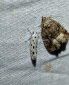 Ethmia dodecea