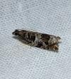 Ancylis achatana