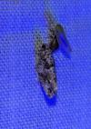 Epinotia signatana