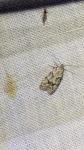 Symmoca signatella