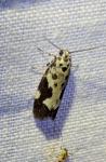 Ethmia quadrillella
