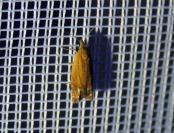 Lathronympha strigana
