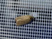 Agonopterix