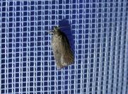 Agonopterix