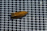 Lathronympha strigana