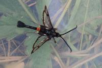 Synanthedon myopaeformis