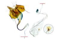 Coleophora follicularis
