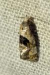 Phalonidia manniana