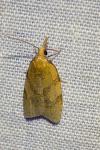 Sparganothis pilleriana